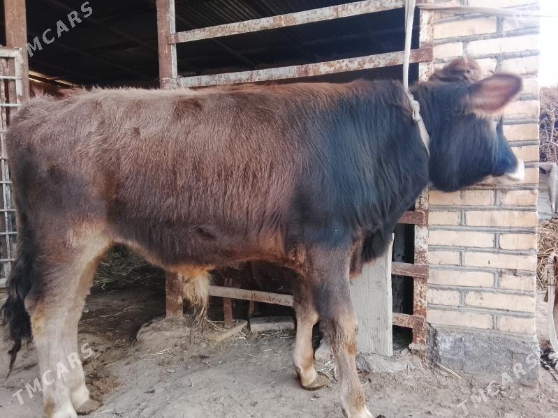 Öküzler 3 sany - Wekilbazar - img 1