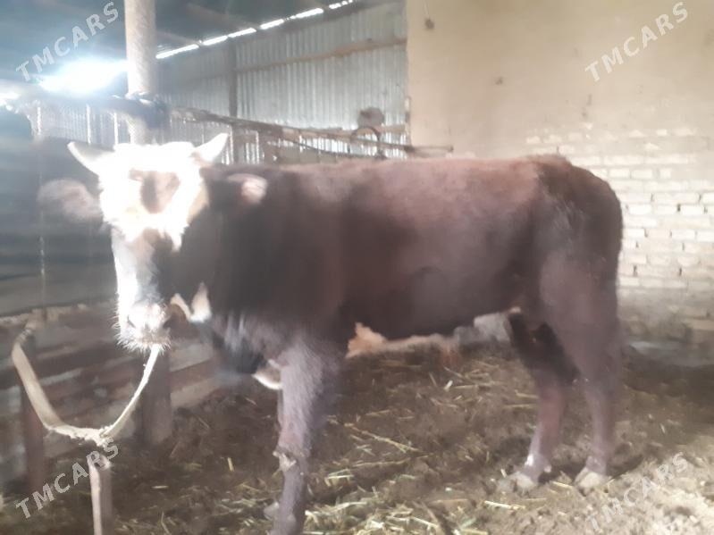 Öküz iki ýaşar - Wekilbazar - img 1