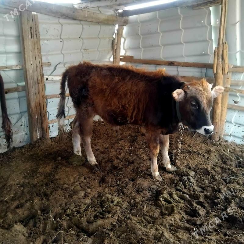 okuz swes - Мары - img 1