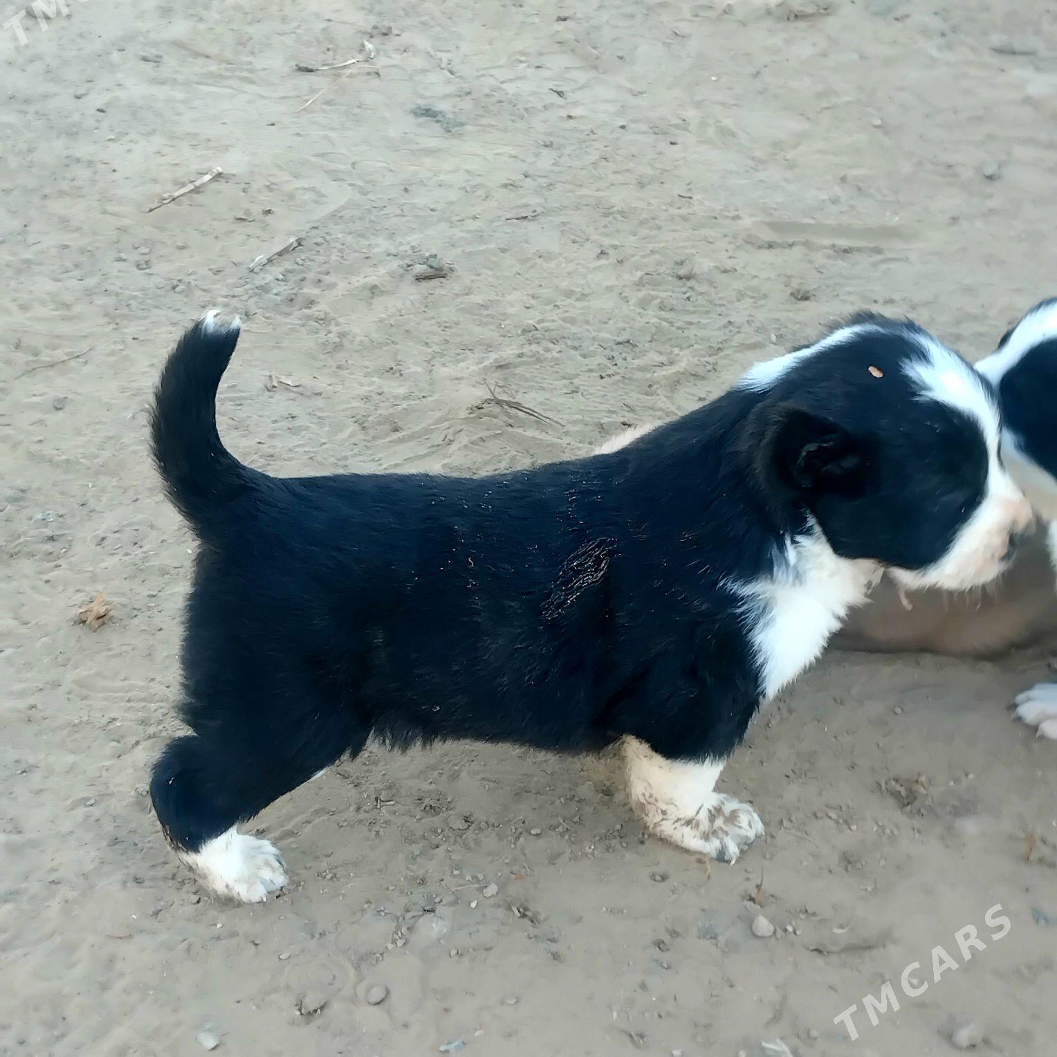 alabay - Мары - img 1