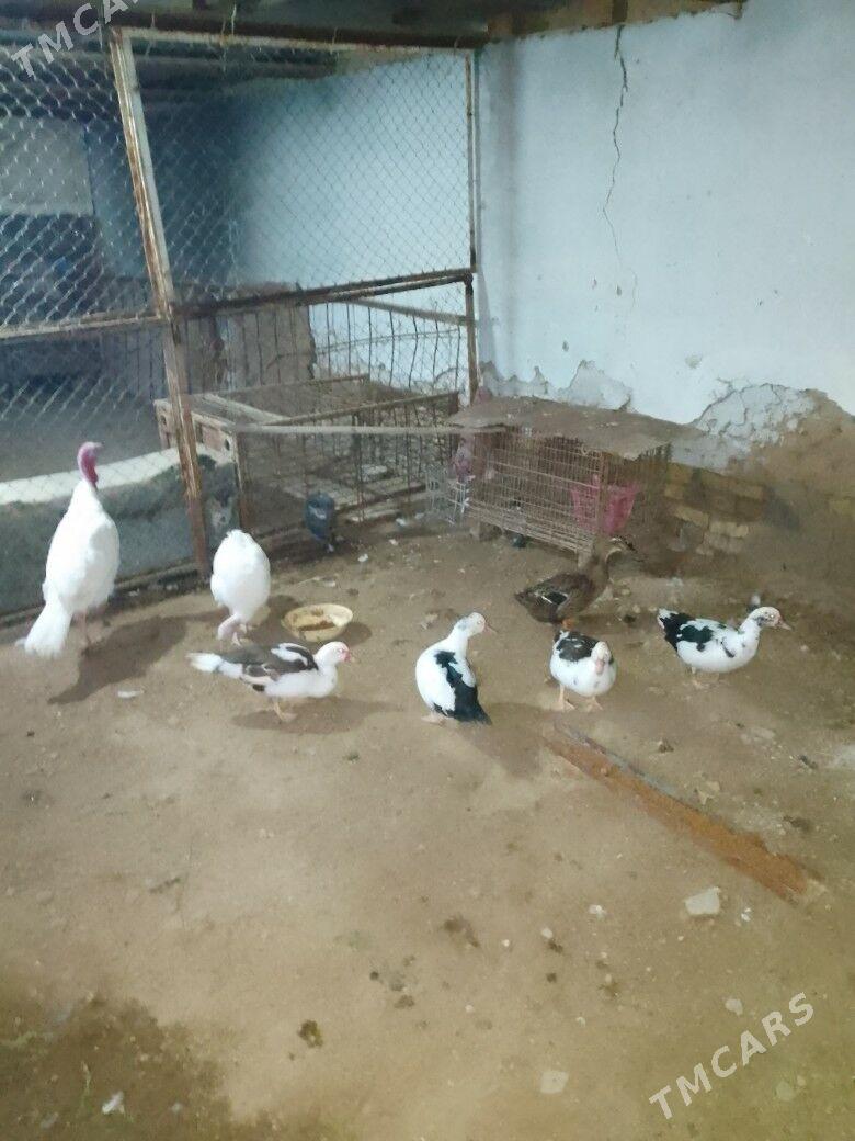 INDAWUTGA GAZ - Теджен - img 1