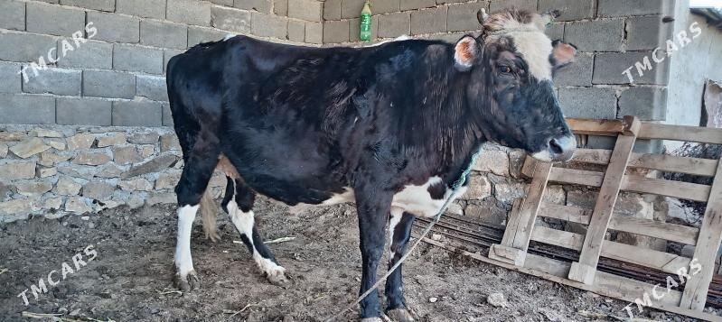 sygyr - Магданлы - img 1