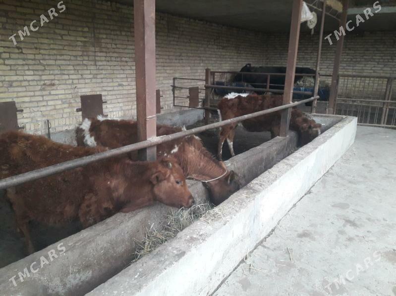 unajynlar - Çärjew - img 1