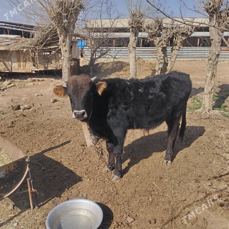 Okuz - Байрамали - img 1