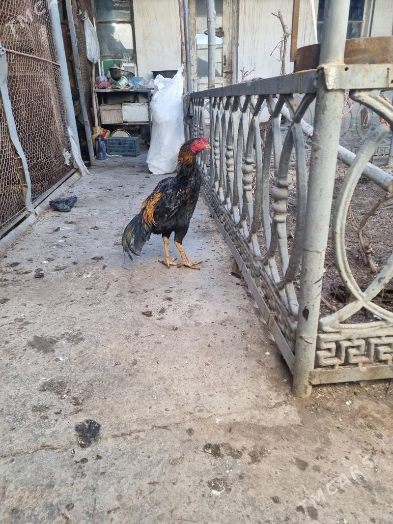 paroda horaz - Daşoguz - img 1