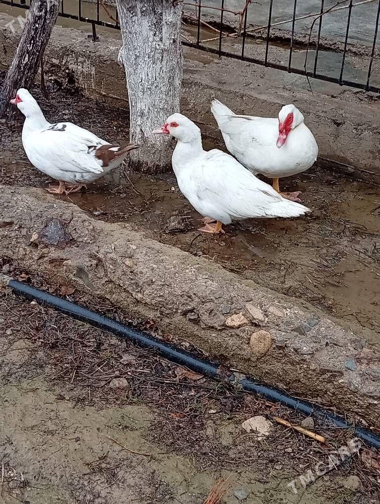 indawutga ordek - Гызыларбат - img 1