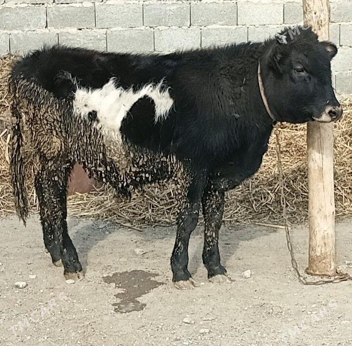 Okuz - Бахарден - img 1