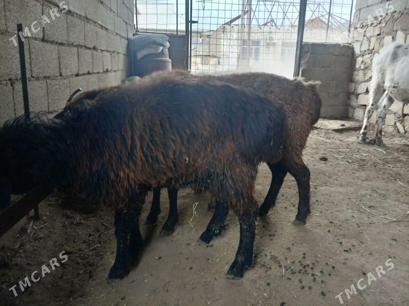 Гойын - Джебел - img 1