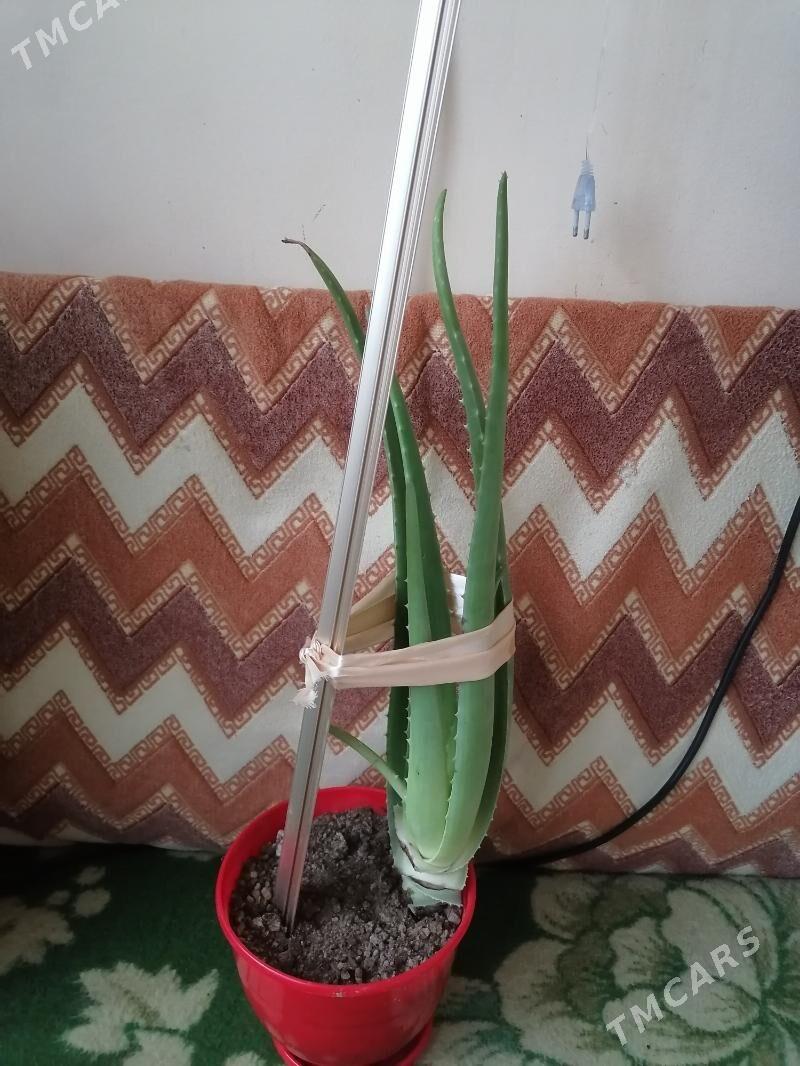 алоэ - Aşgabat - img 1