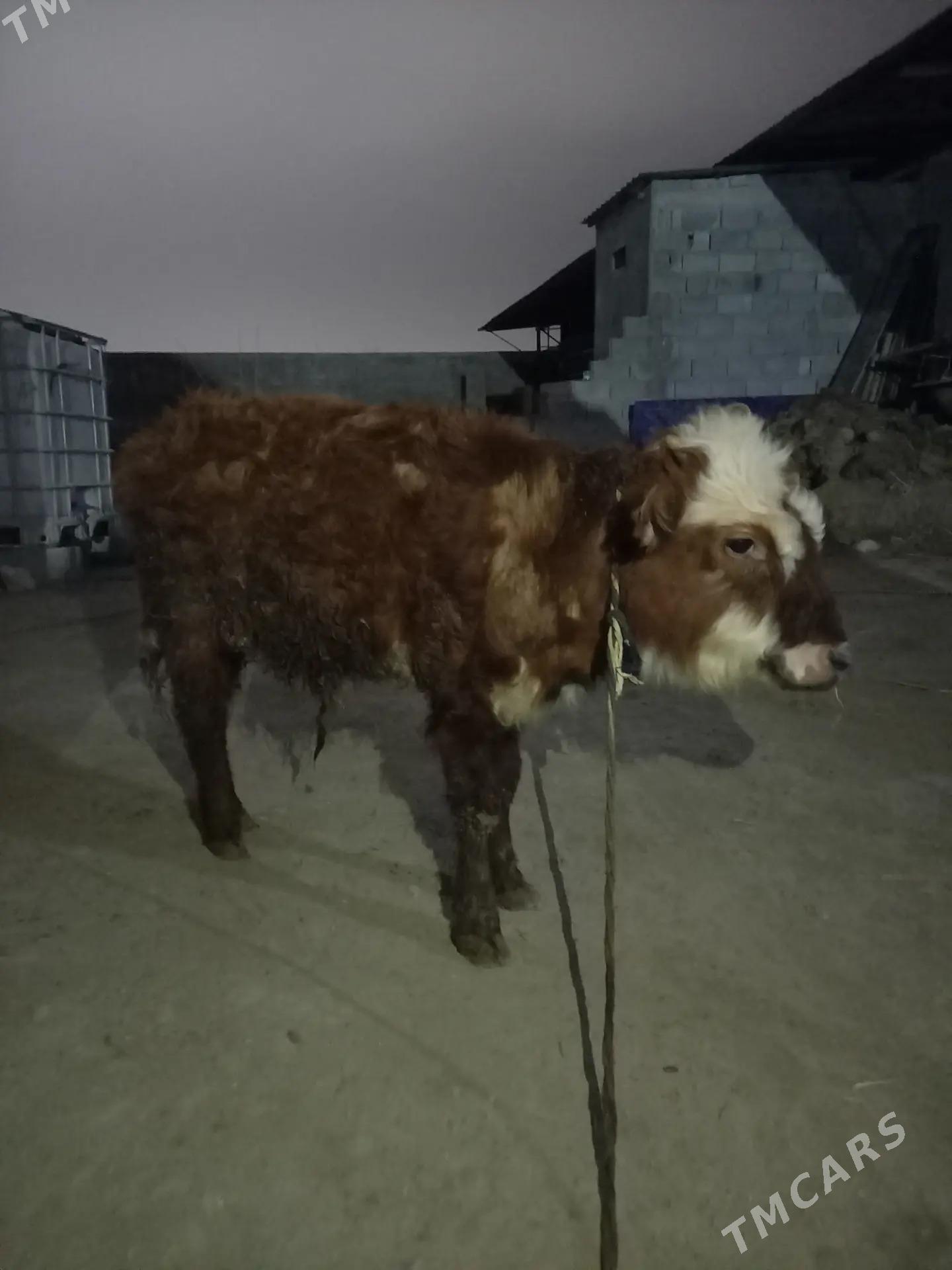 okuz - Гёкдепе - img 1