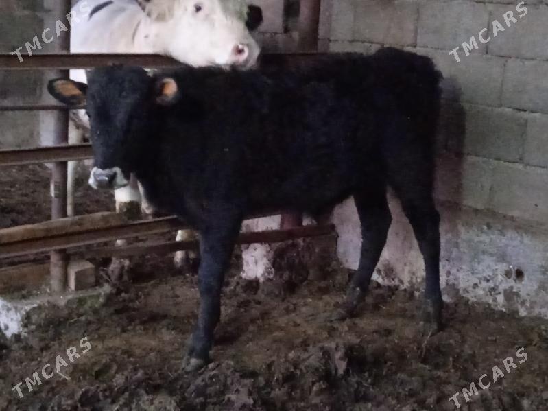 sifes okuz - Ашхабад - img 1