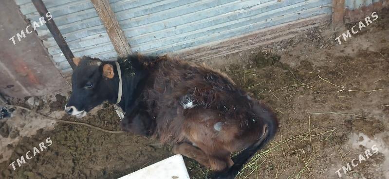 ökuz - Кипджак - img 1