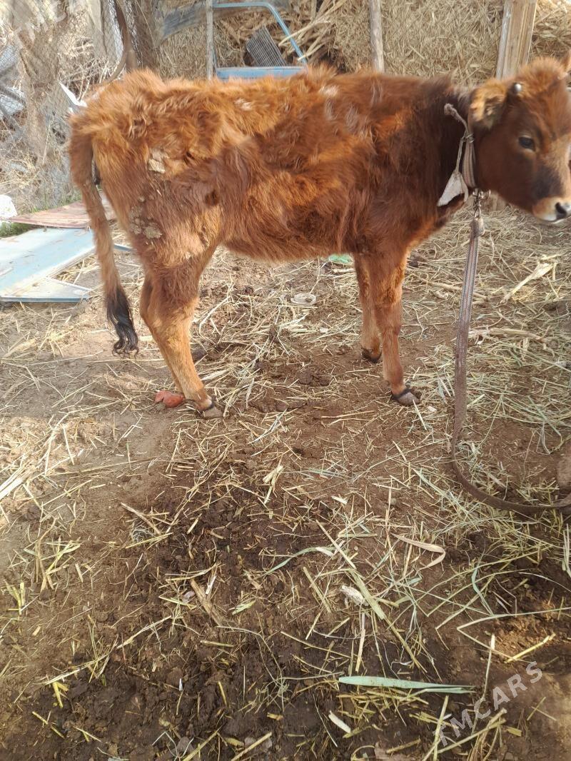 gole gulajyn - Мары - img 1