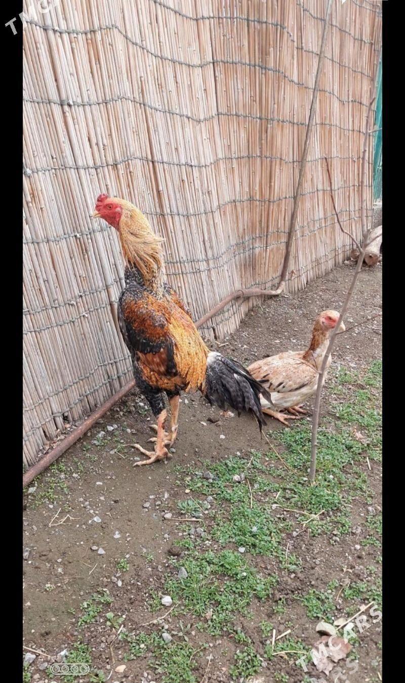 taşkent - Ашхабад - img 1