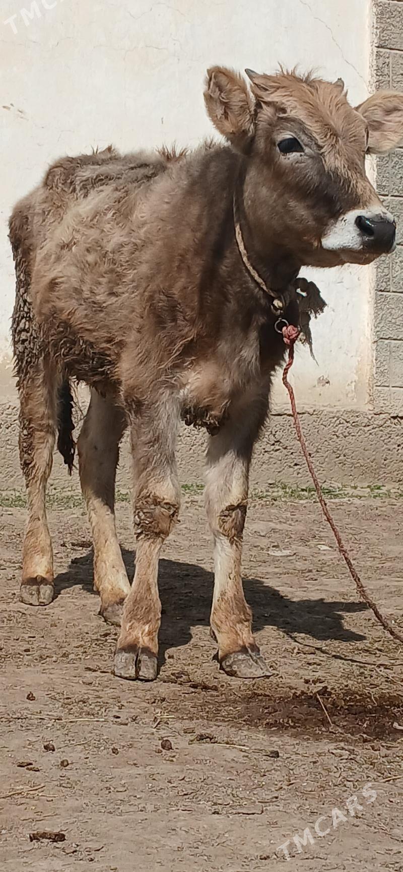 şwes tüwe - Büzmeýin - img 1