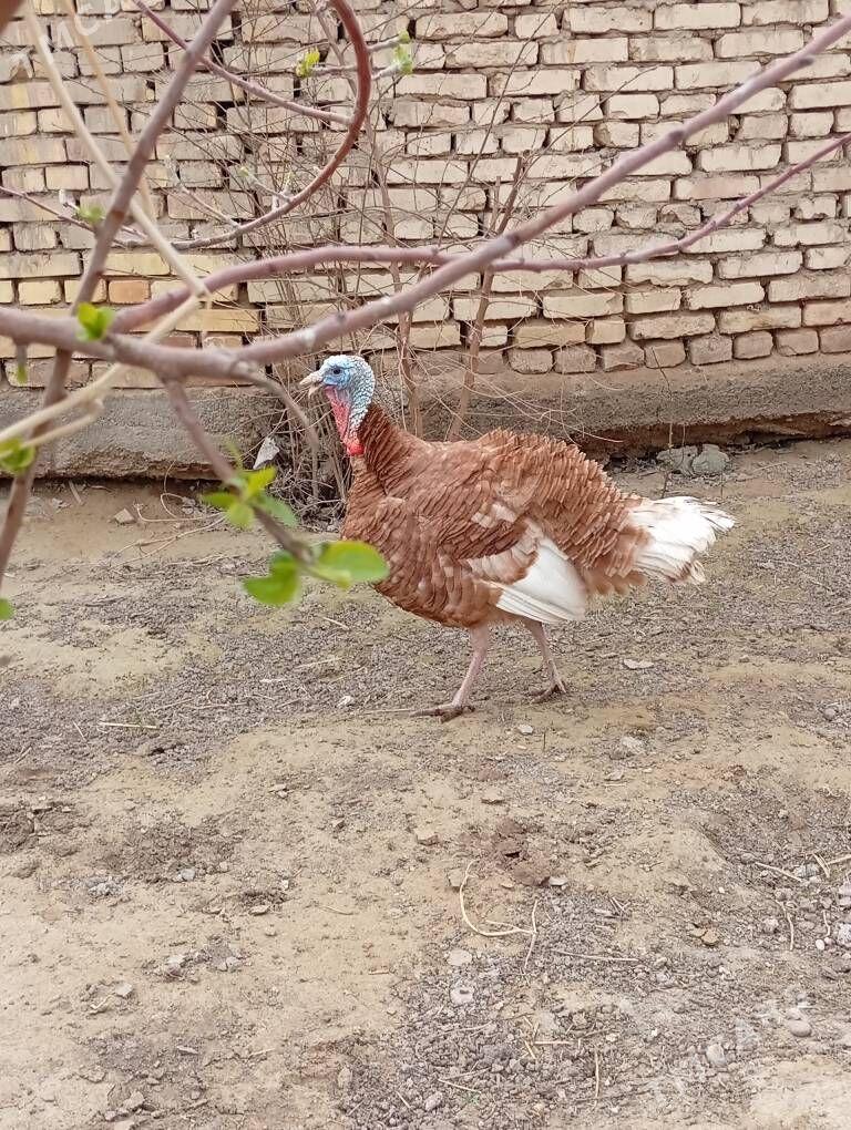 erkek induk - Мары - img 1