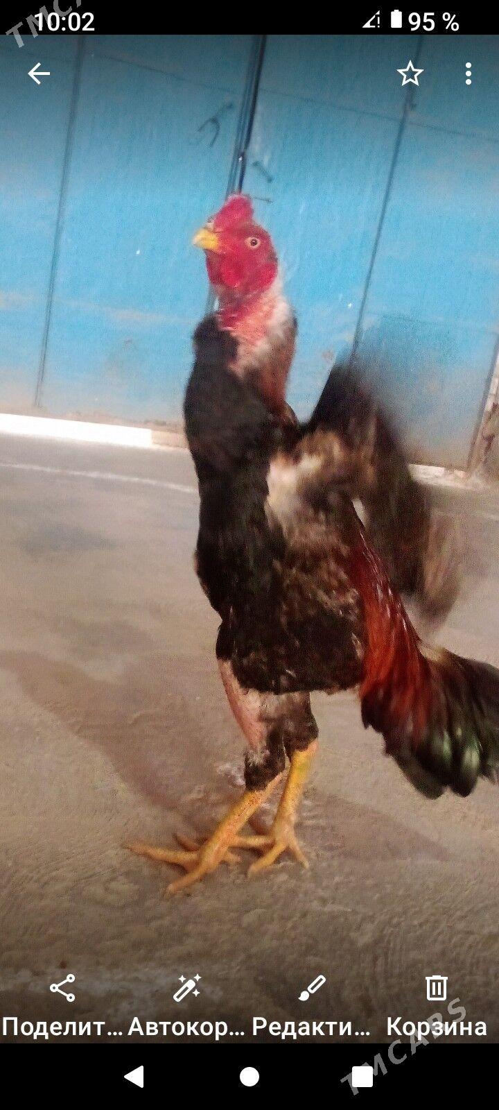 Horaz juje - Farap - img 1