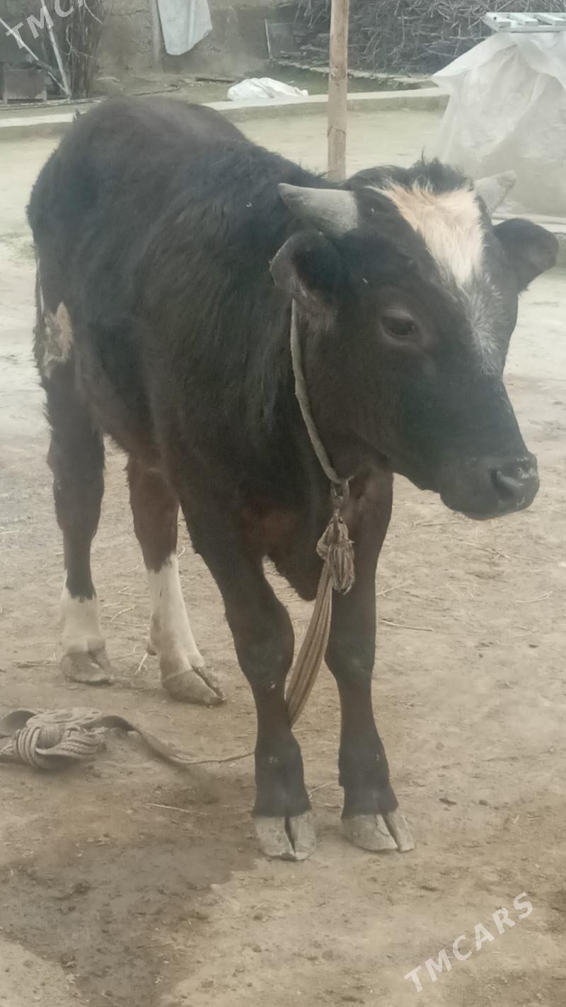 şwes öküz - Büzmeýin - img 1