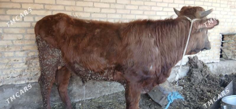 Öküz - Туркменабат - img 1