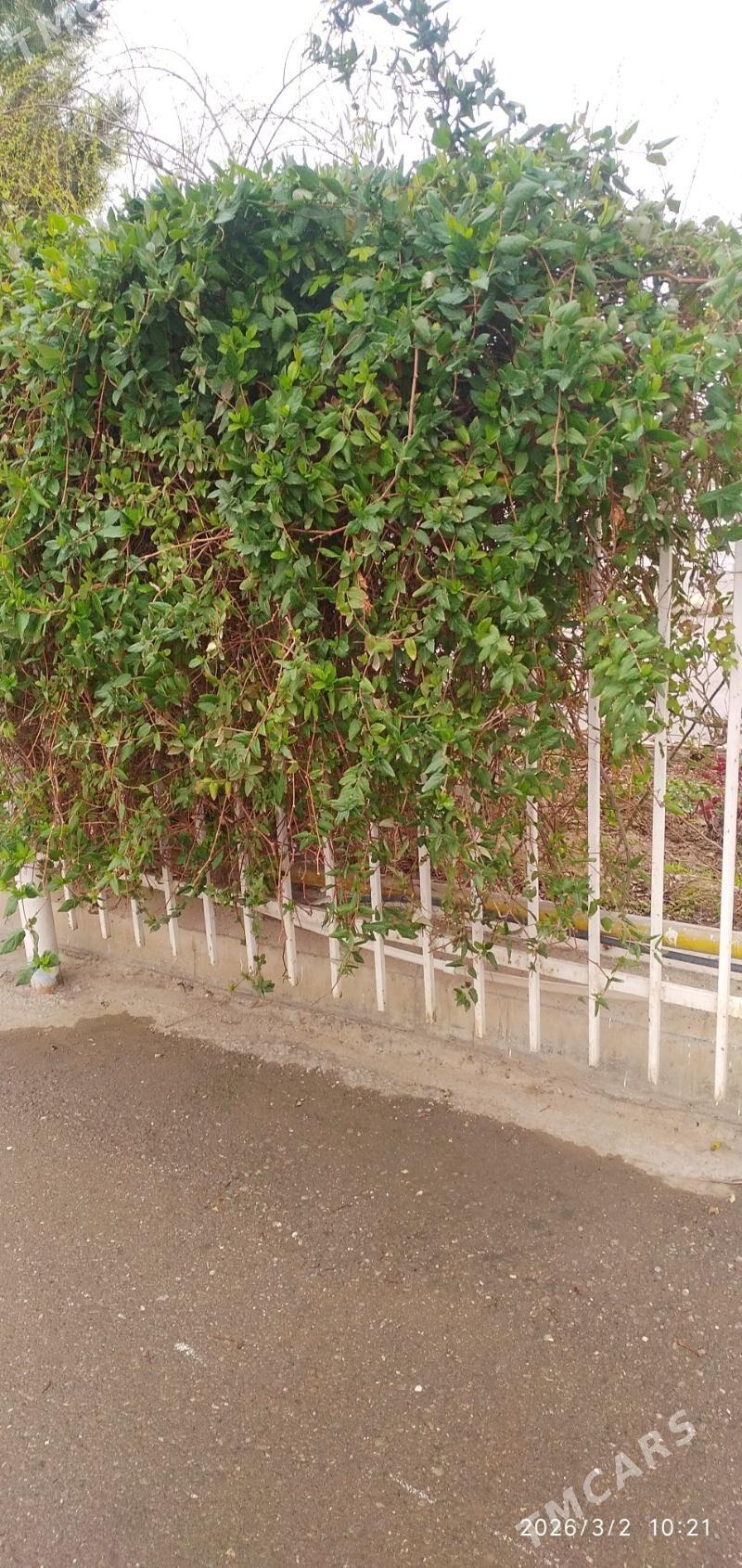 Jimolos bag gul - Ашхабад - img 1