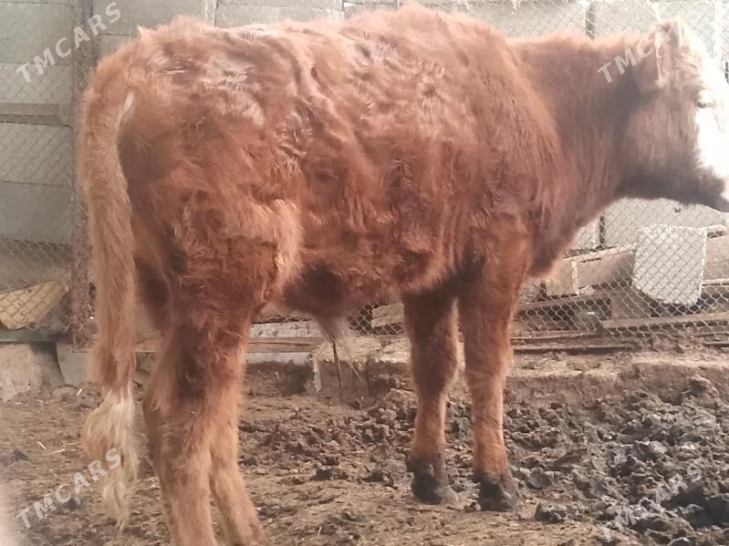 Okuz - Ашхабад - img 1