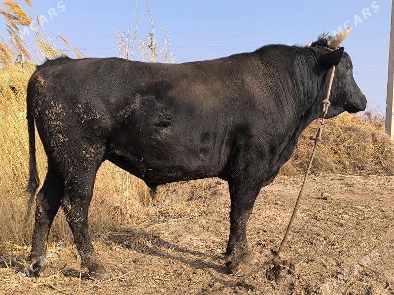 Semiz öküzler, Семиз окузлер. - Дянев - img 1