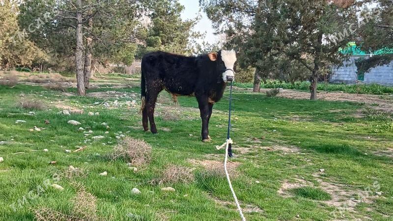 okuz - Ашхабад - img 1