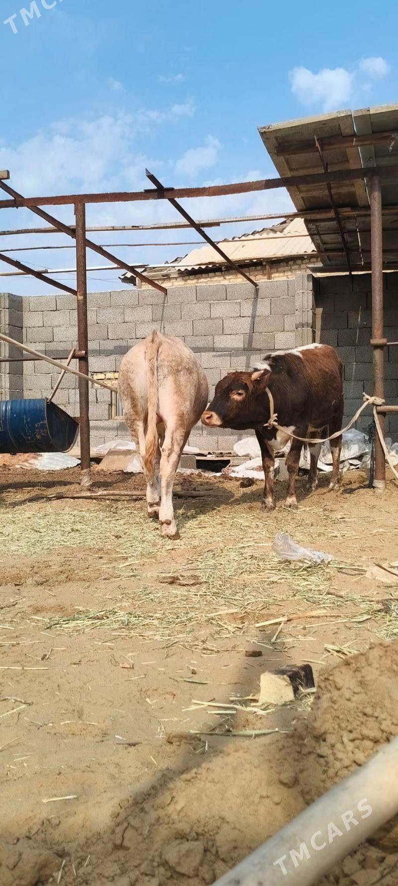 Öküz 2 sany - Мары - img 1