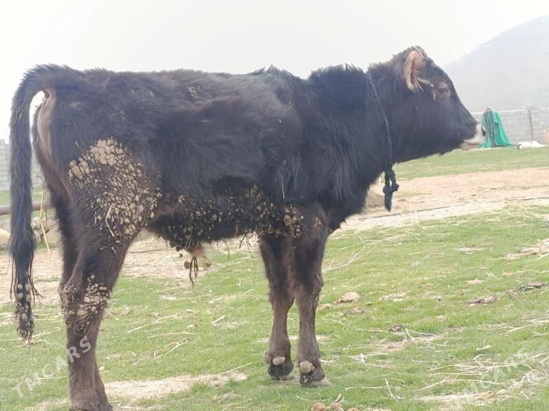 okuz tuwe - Bäherden - img 1