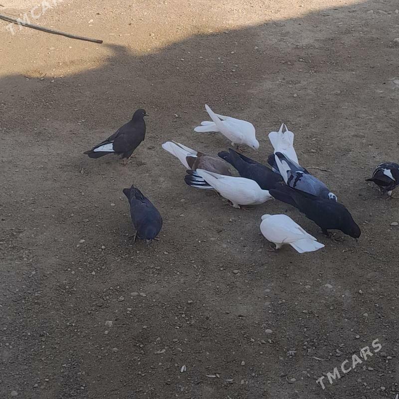 kepderi - Balkanabat - img 1