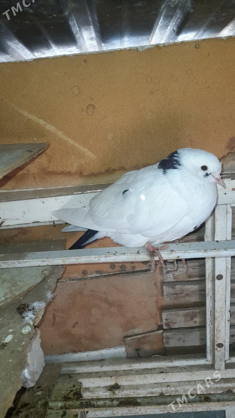 kepderikepderi - Baýramaly - img 1