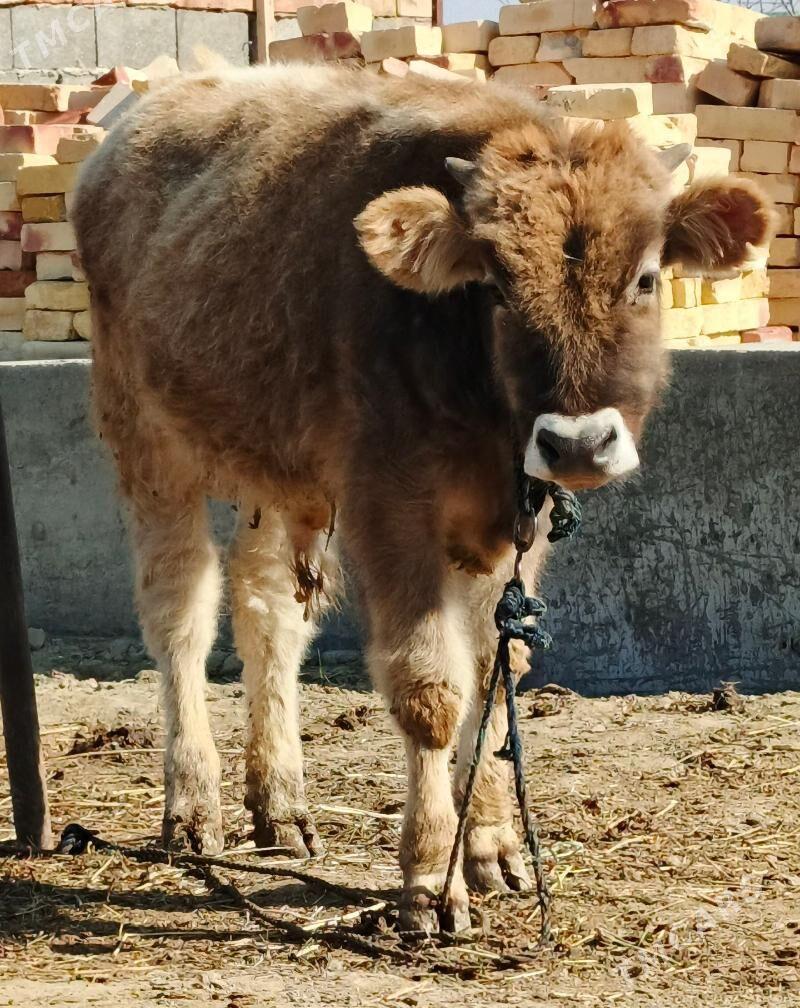 Öküz B/N Tüwe - Бахарден - img 1