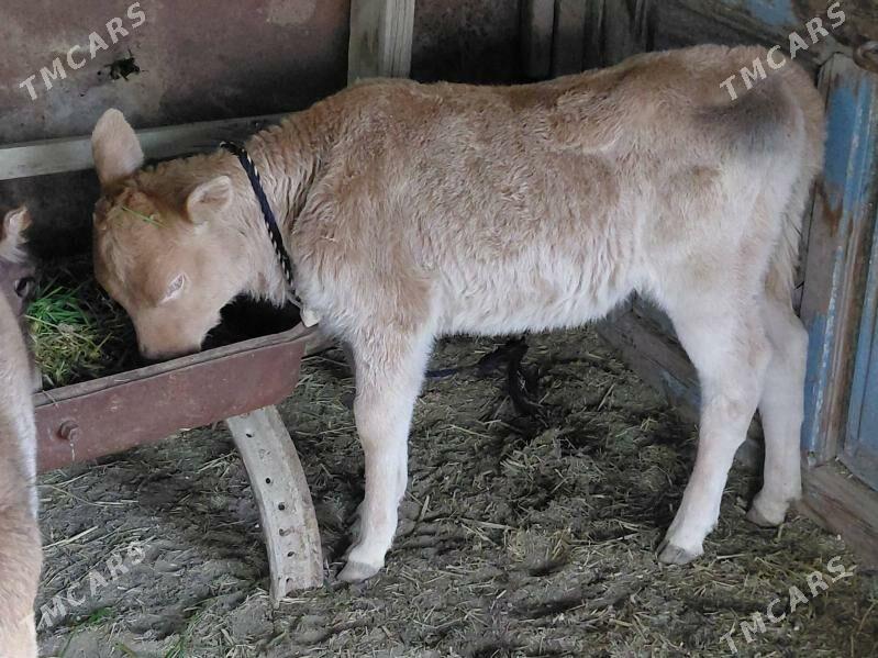 GOLELI SYGYR - Бахарден - img 1