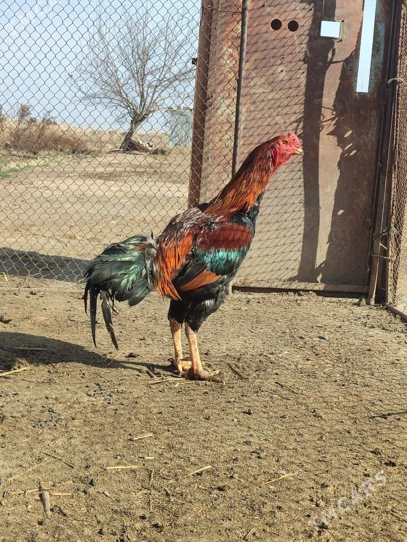 Bayes Horaz - Байрамали - img 1