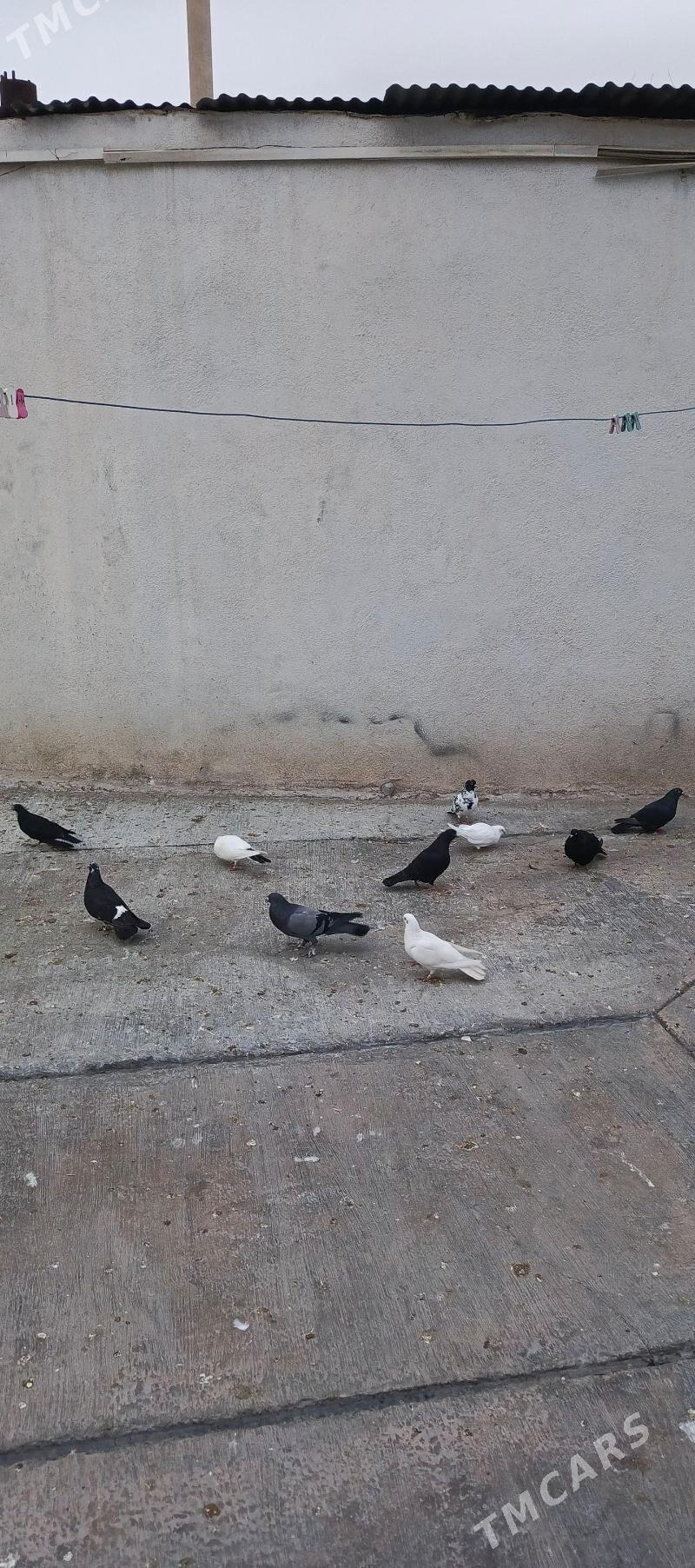 kepderi - Hitrowka - img 1