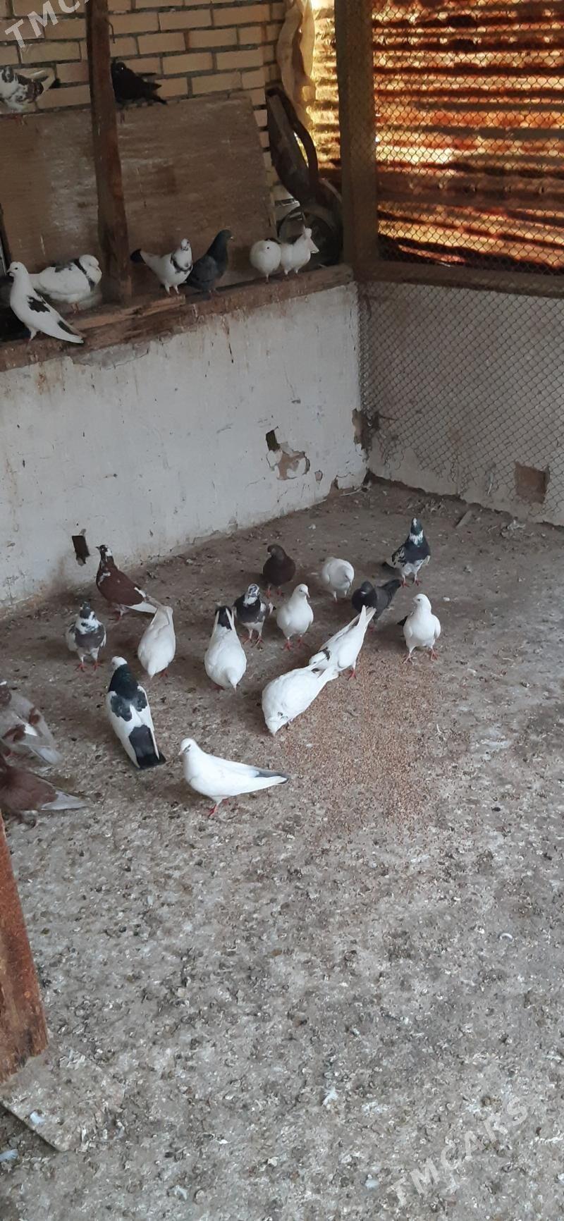 Kepderl голуби - Aşgabat - img 1