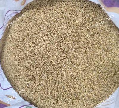 ýorunja tohym - Бахарден - img 1