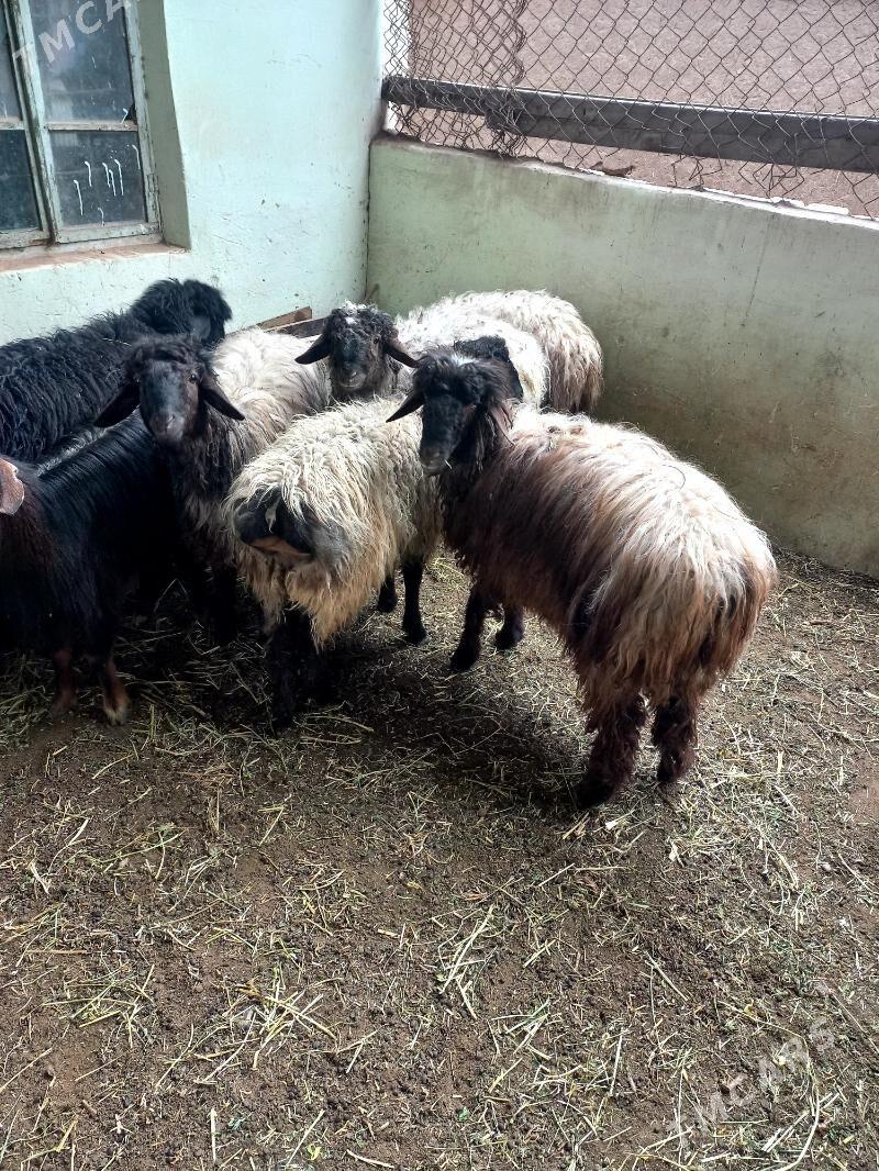 Bakylan İşşekler - Хитровка - img 1