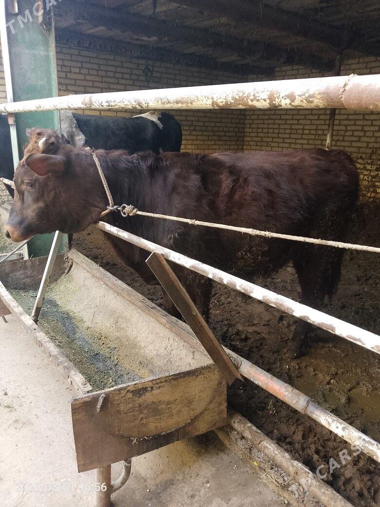 okuz - Türkmenabat - img 1