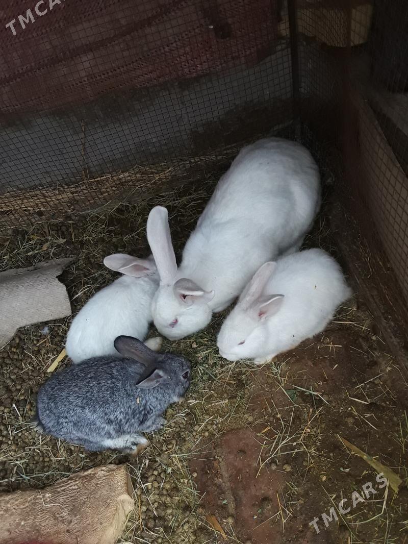 tovsan - Туркменабат - img 1