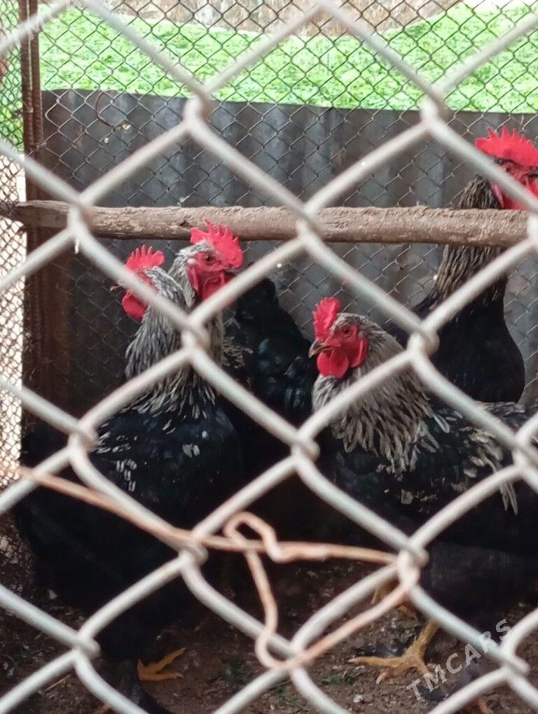 gigant horazlar - Dänew - img 1