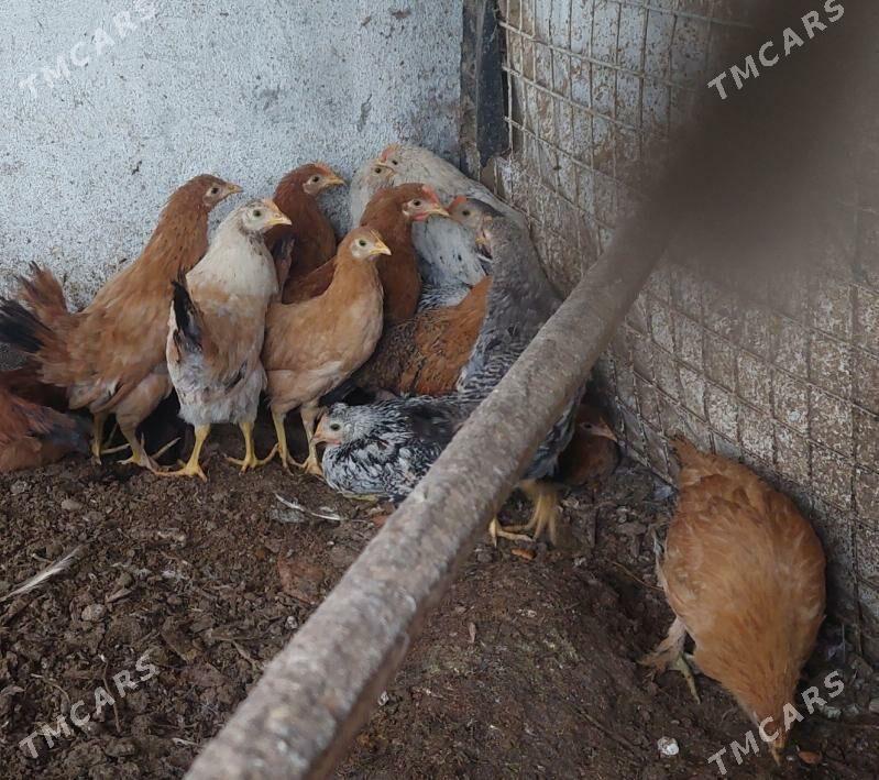 Juje - Täze zaman - img 1