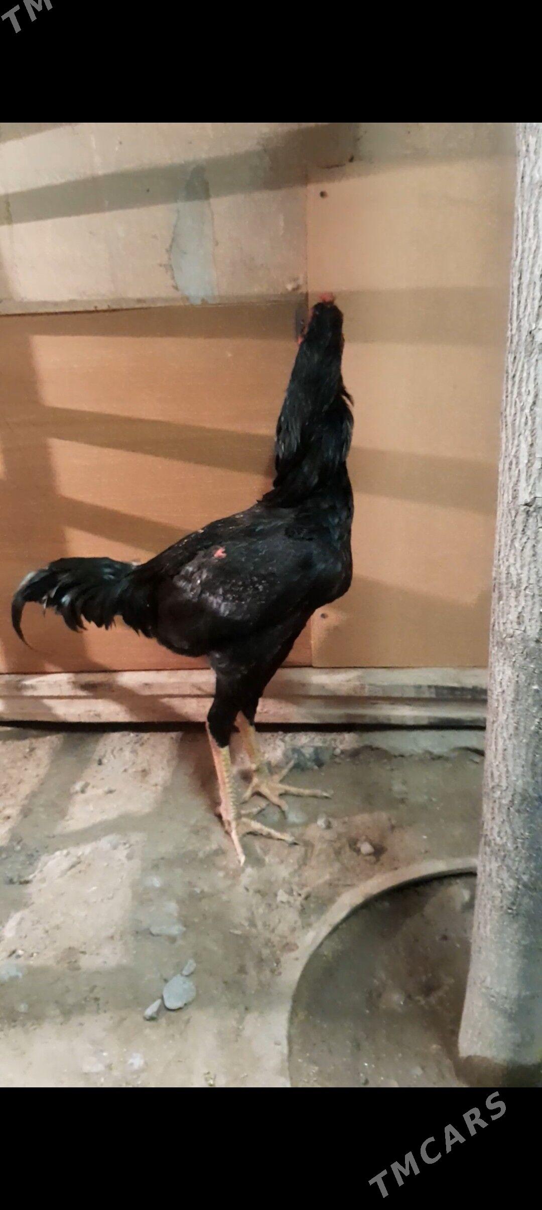 Taskent - Бузмеин - img 1