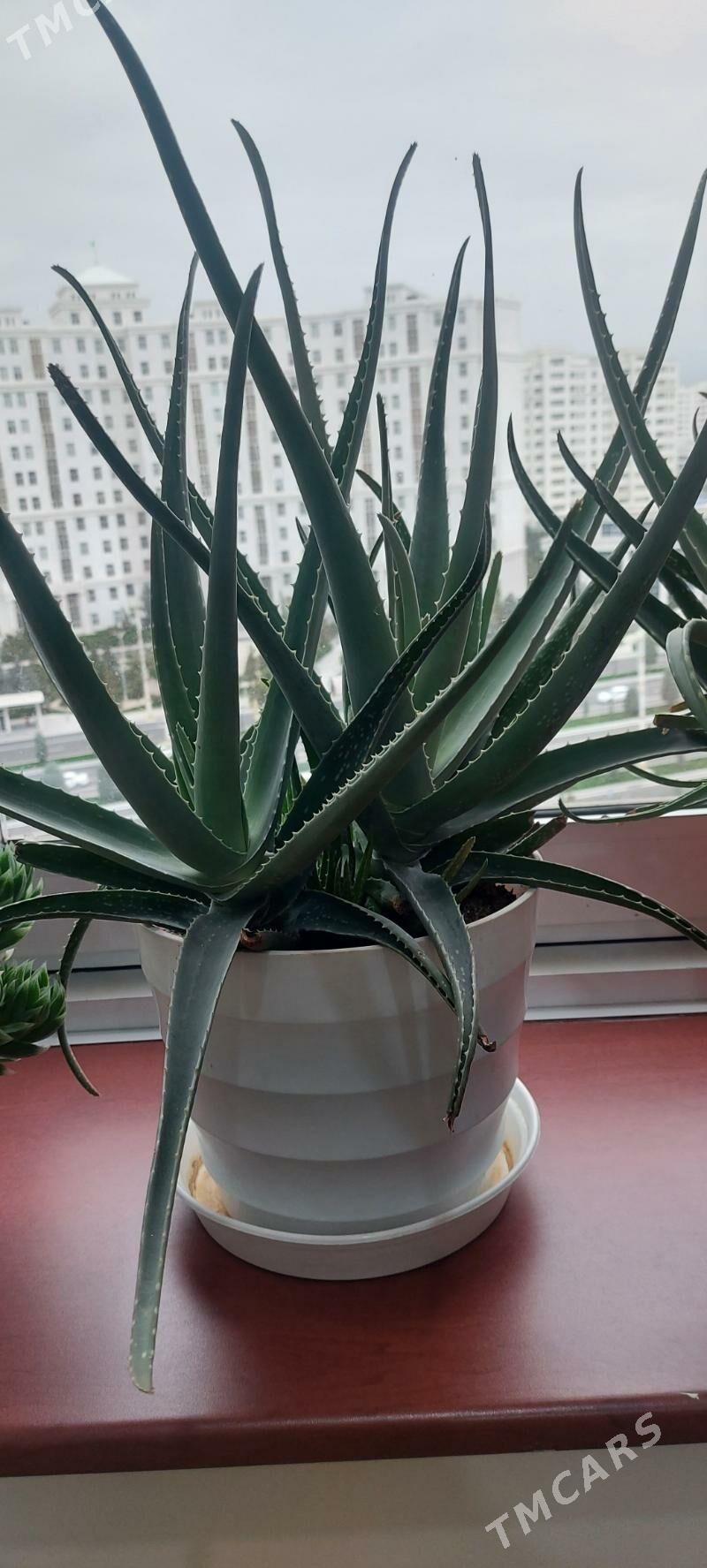 Алоэ Вера - ул. Подвойского (Битарап Туркменистан шаёлы) - img 1