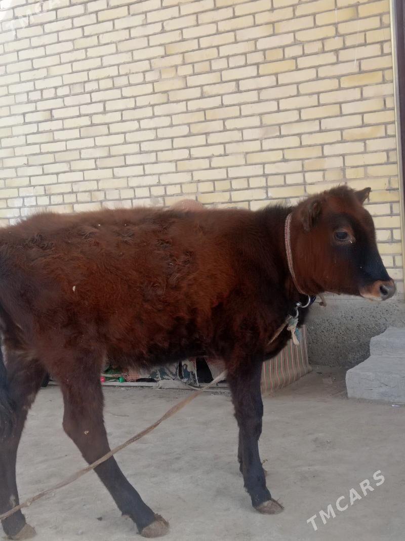 unajin - Фарап - img 1