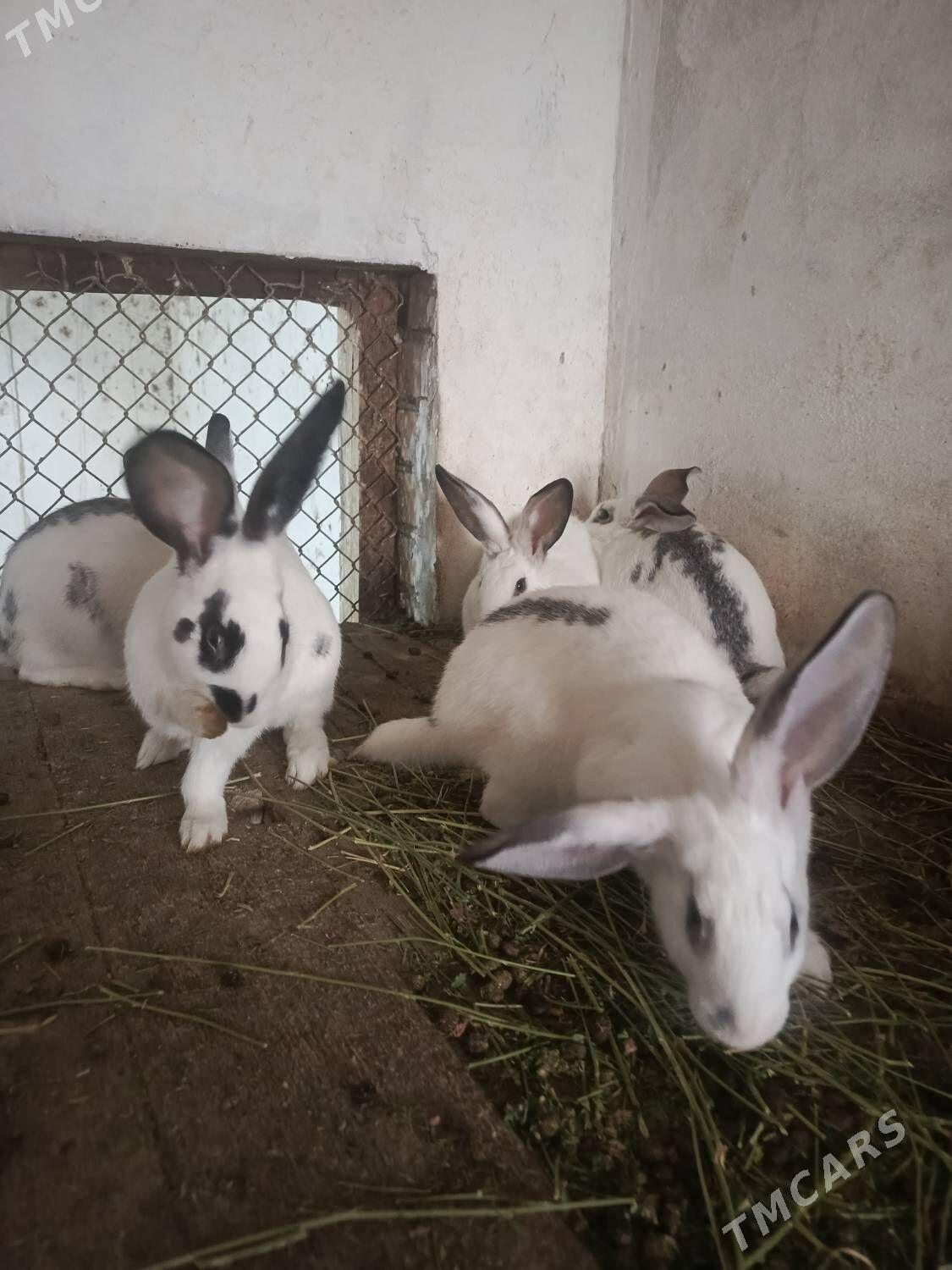 welikan towşan - Çärjew - img 1