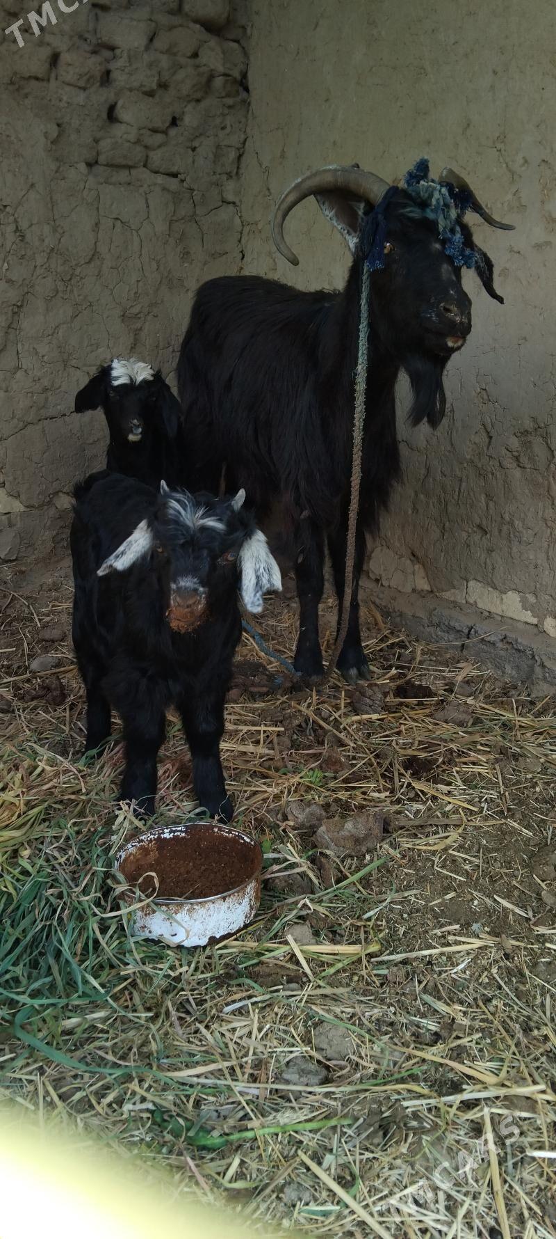 Geçi ekiz owlak beryan - Мургап - img 1