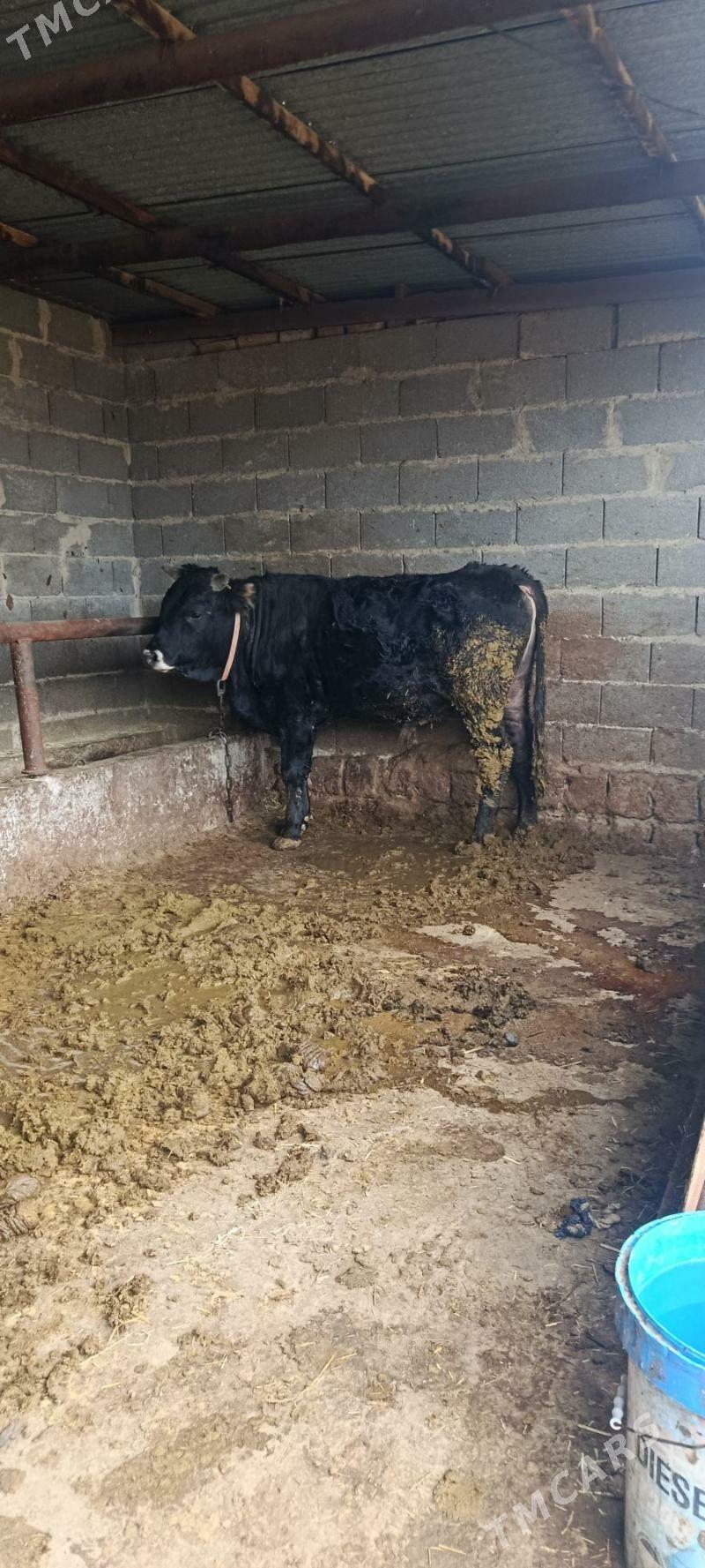 okuz baklan 4 sani - Бахарден - img 1