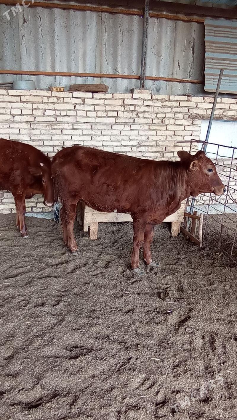 öý haýwanlary - Wekilbazar - img 1