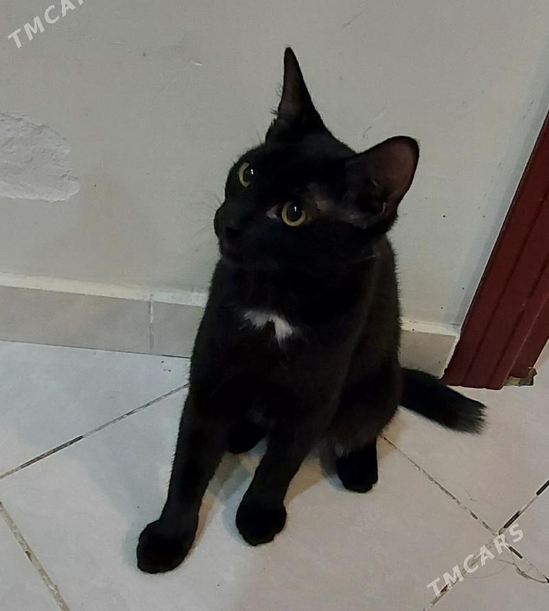 Котик - ул. Подвойского (Битарап Туркменистан шаёлы) - img 1